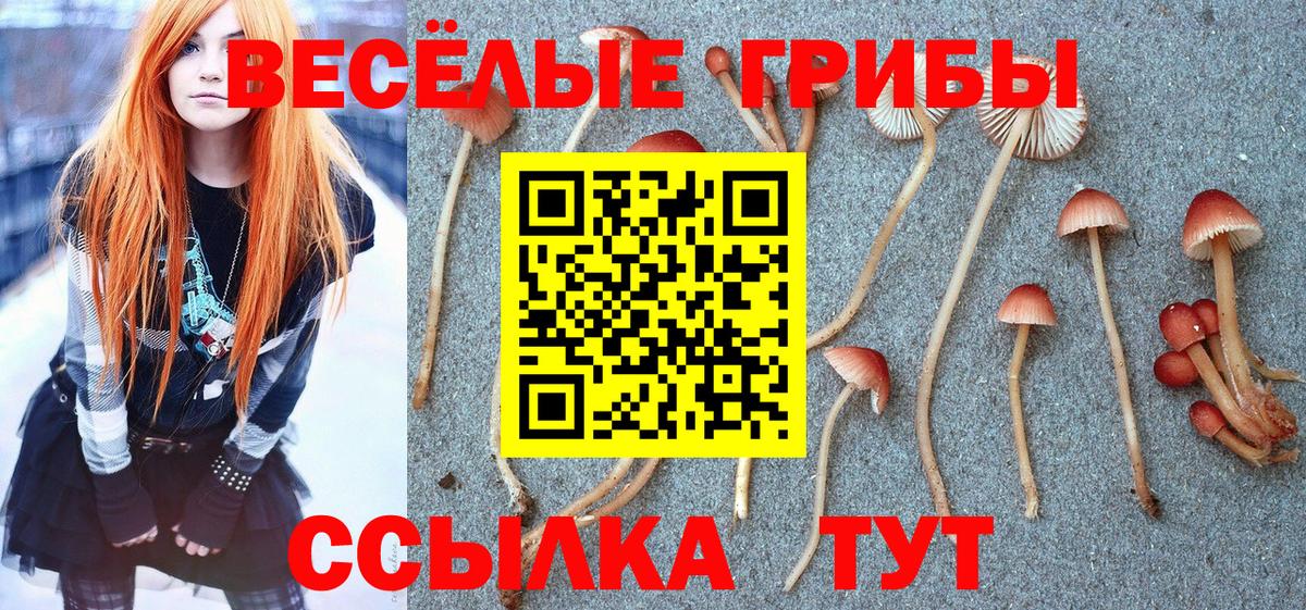 Кисловодск  Псилоцибиновые грибы Cubensis  Вход с VPN 